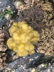 Leathesia marina