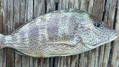 Pigfish photo 4