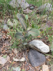 Asclepias elata