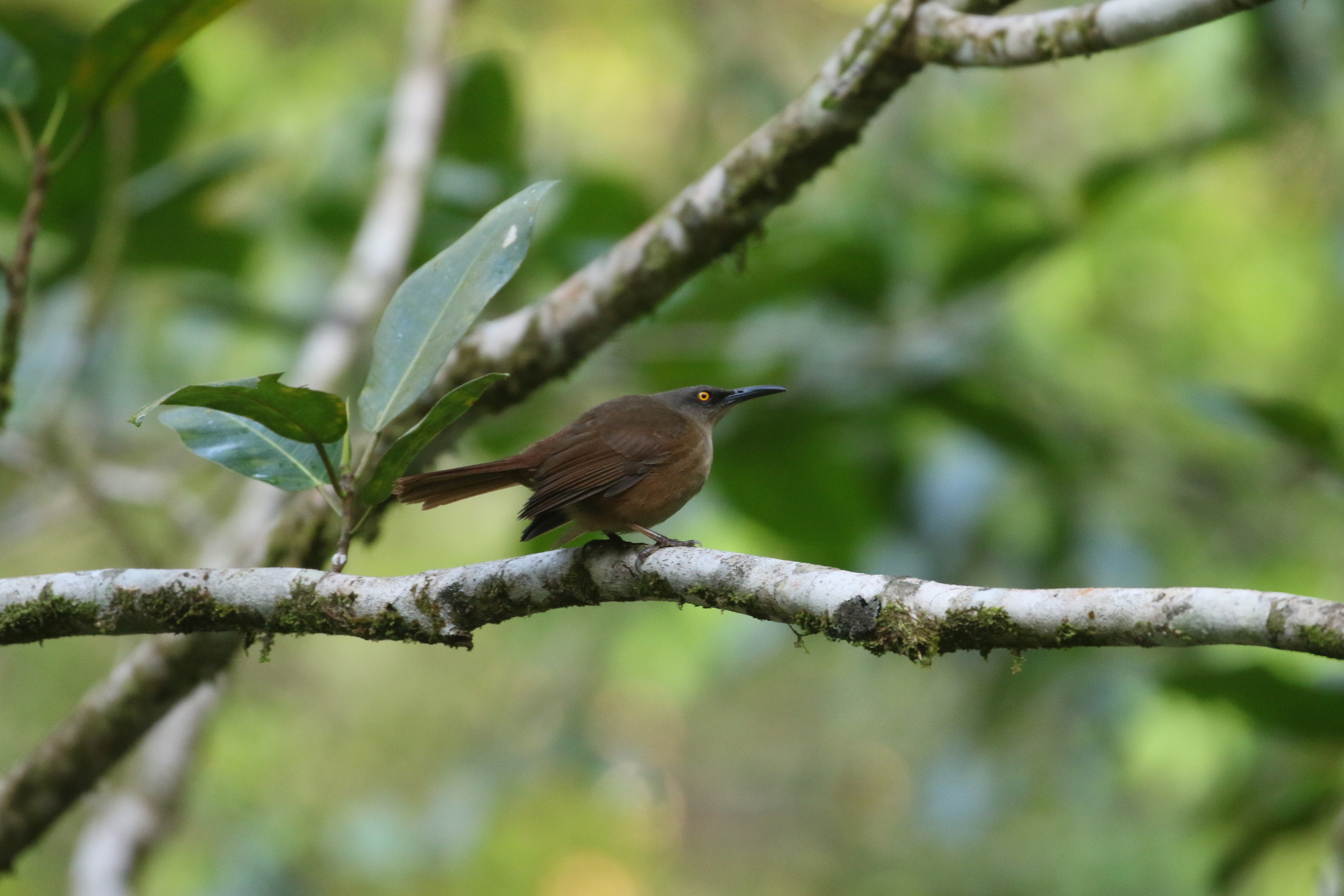 Brown Trembler (Cinclocerthia ruficauda), photo 7