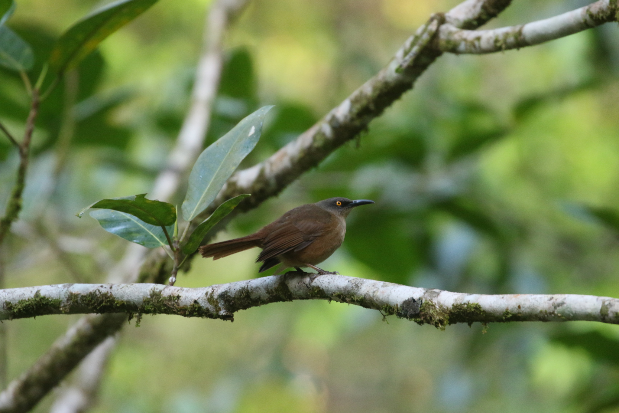 Brown Trembler (Cinclocerthia ruficauda), photo 9