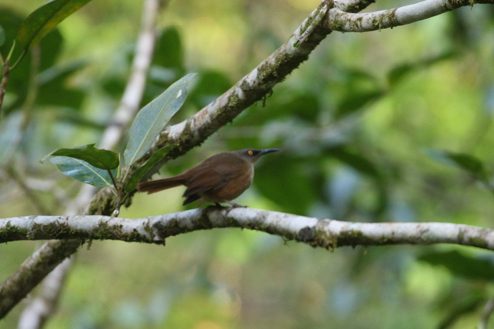 Brown Trembler (Cinclocerthia ruficauda), photo 8