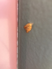 Cenopis reticulatana