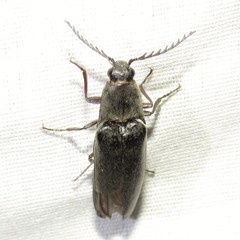 Orthostethus pectinicornis