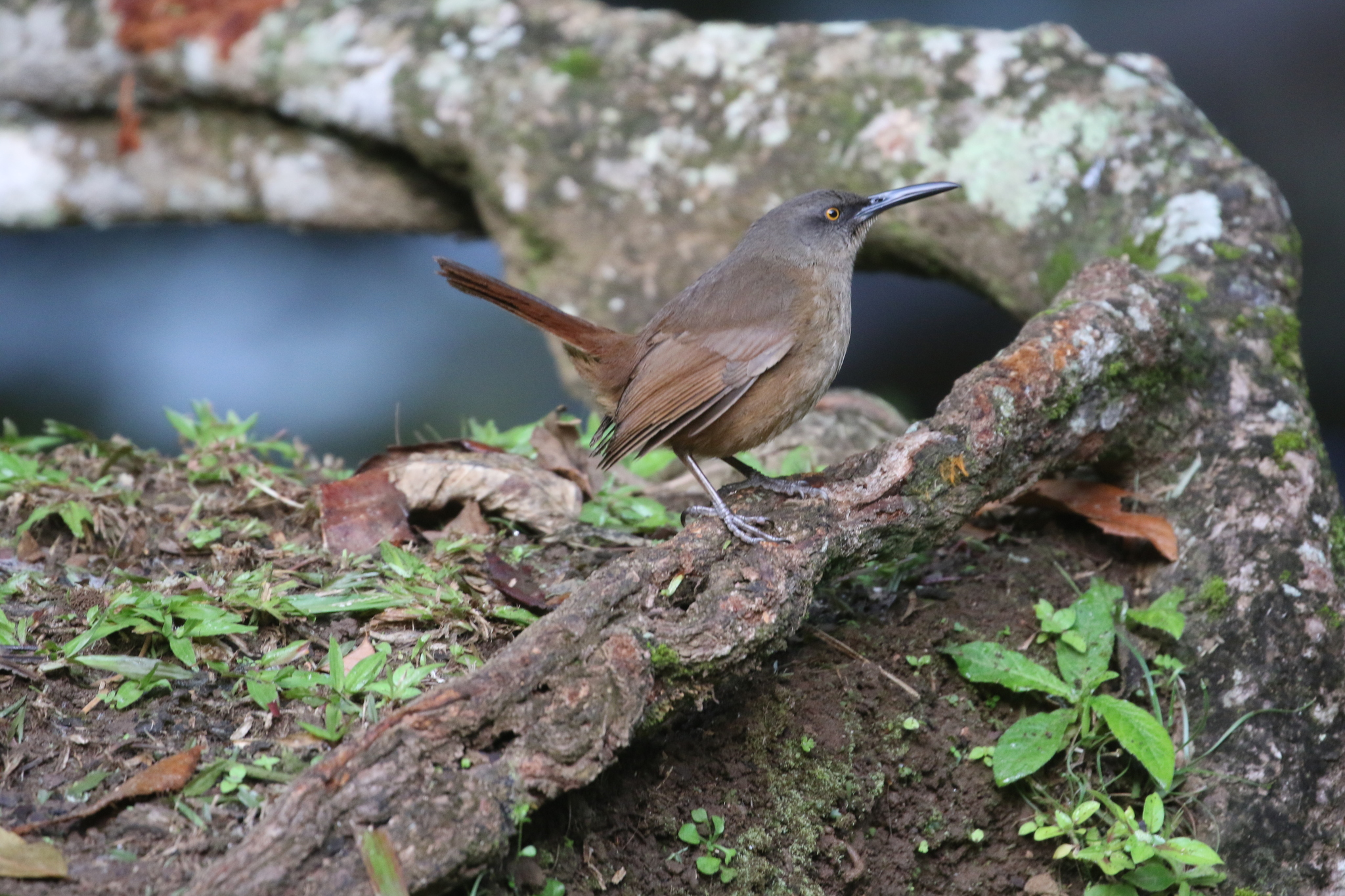 Brown Trembler (Cinclocerthia ruficauda), photo 2