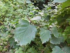 Karpatiosorbus latifolia