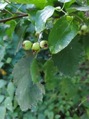 Karpatiosorbus latifolia