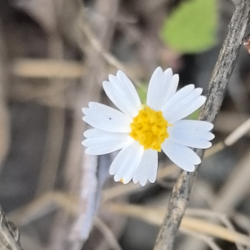 Image of Galinsogeopsis turneri by no rights reserved