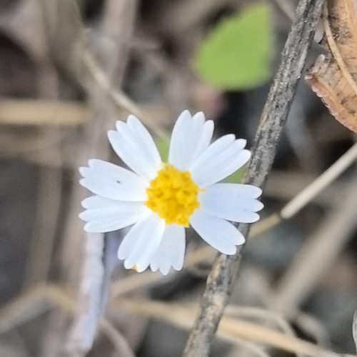 Image of Galinsogeopsis turneri by no rights reserved