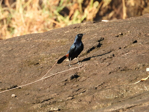 Indian Robin (Copsychus fulicatus), photo 9