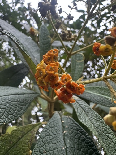 wand butterflybush (Buddleja incana)