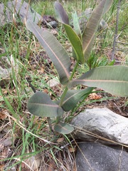 Asclepias elata