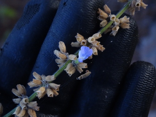 Silver Mine Sage (Salvia alamosana)