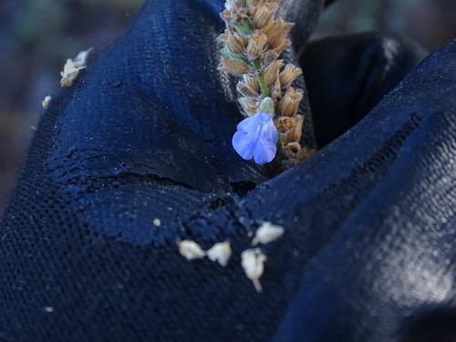 Image of Salvia alamosana by (c) Ulises Pinedo, some rights reserved (CC BY)