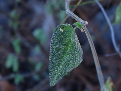 Image of Salvia alamosana by (c) Ulises Pinedo, some rights reserved (CC BY)