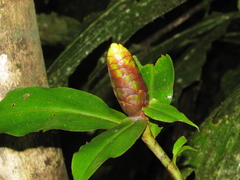 Costus laevis