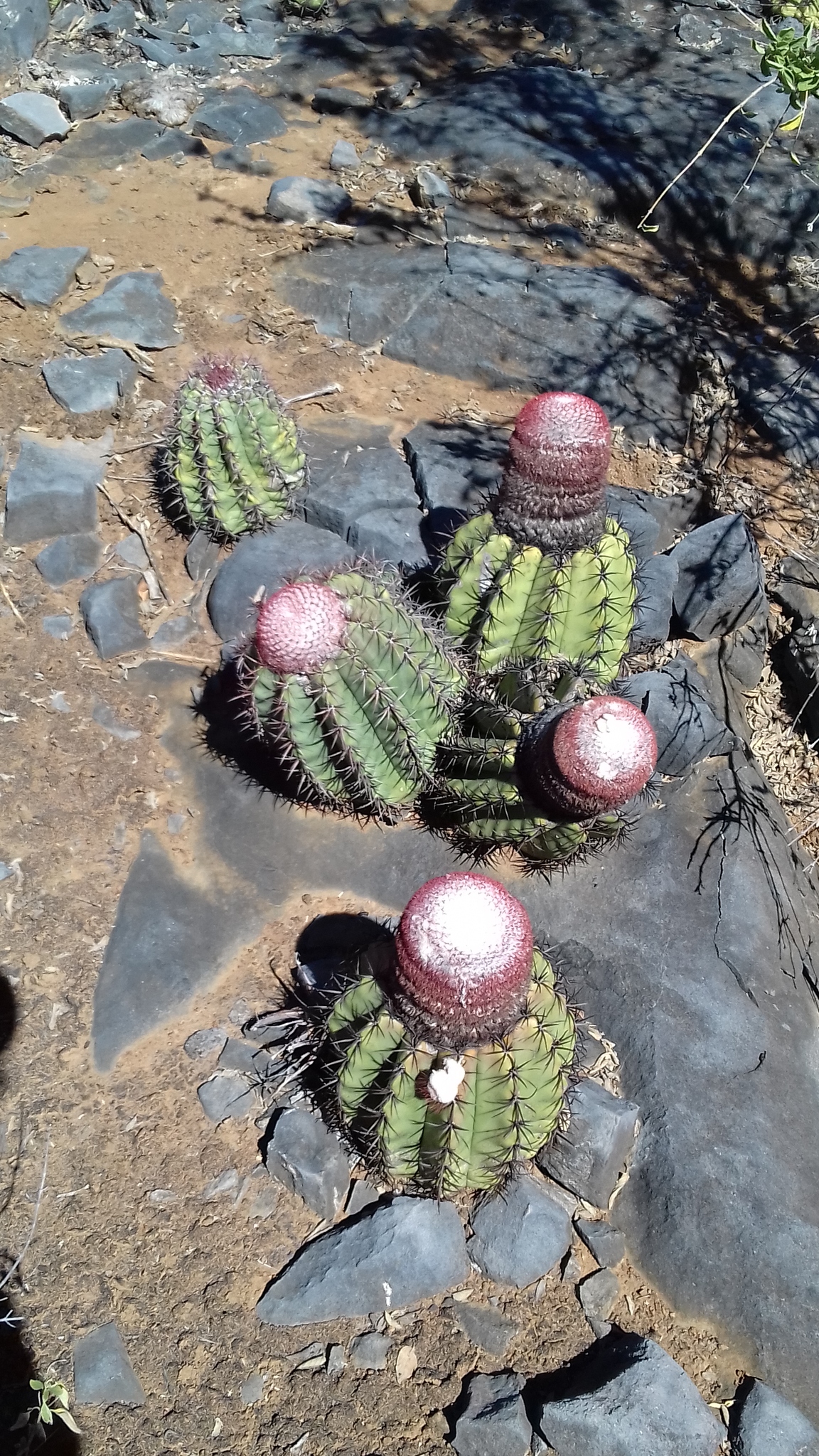Melocactus levitestatus