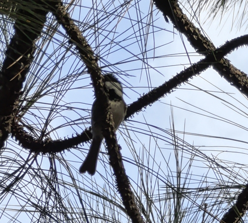 Mexican Chickadee (Poecile sclateri), photo 3