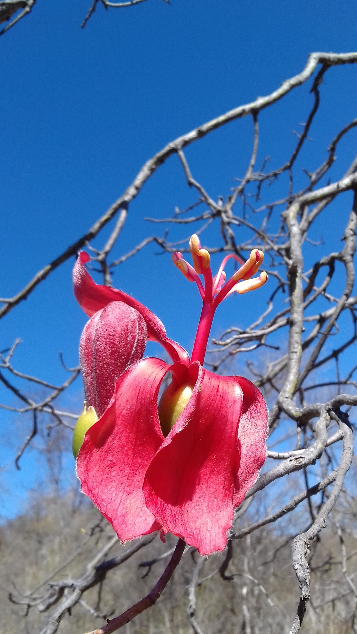 Ceiba rubriflora
