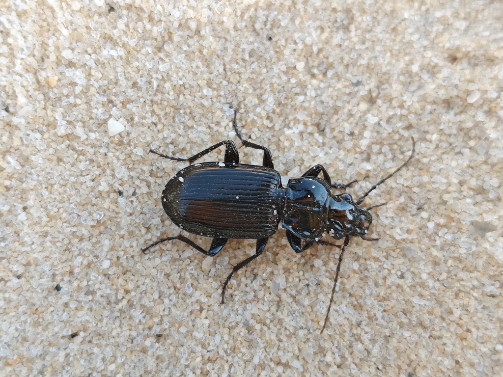 Lophoglossus substrenuus