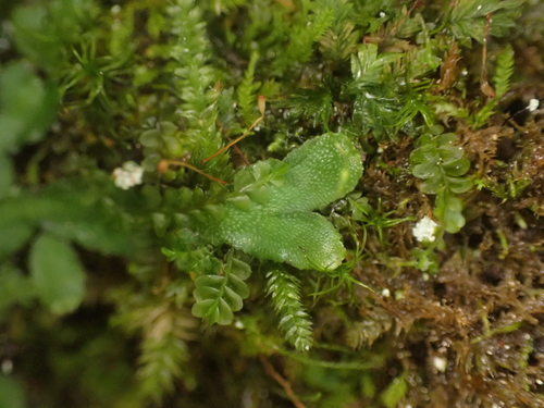 Image of Targionia hypophylla by no rights reserved