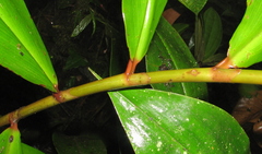 Costus laevis