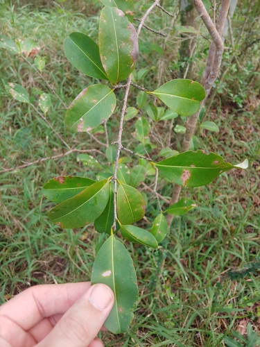 Erythroxylum areolatum, photograph 1
