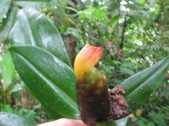 Costus laevis