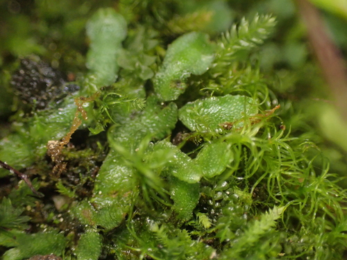 Image of Targionia hypophylla by no rights reserved