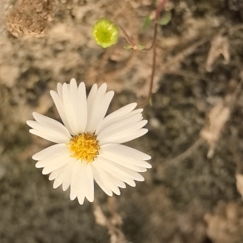 Turner's Rockdaisy (Galinsogeopsis turneri)