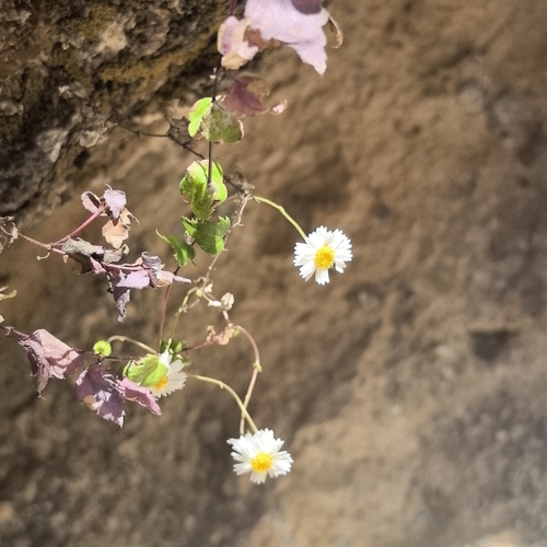 Image of Galinsogeopsis turneri by no rights reserved
