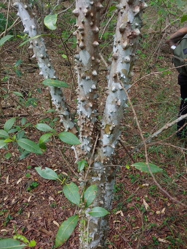 Zanthoxylum schreberi, photograph 5