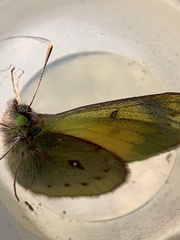 Colias