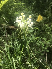 Platanthera integrilabia