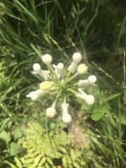 Platanthera integrilabia