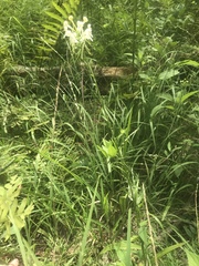 Platanthera integrilabia