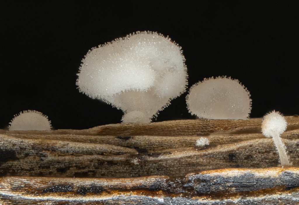 Physalacria stilboidea