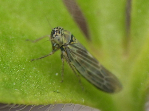 Aster Leafhopper photo 5