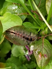 Orgyia antiqua