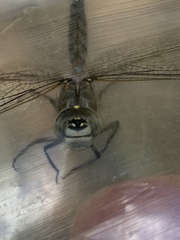 Aeshnidae