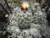 Coryphantha durangensis cuencamensis - Photo (c) Eduardo Moreno Aguilar, some rights reserved (CC BY-NC), uploaded by Eduardo Moreno Aguilar
