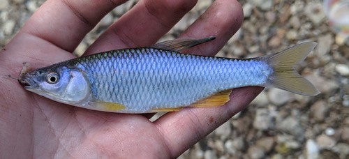 Steelcolor Shiner