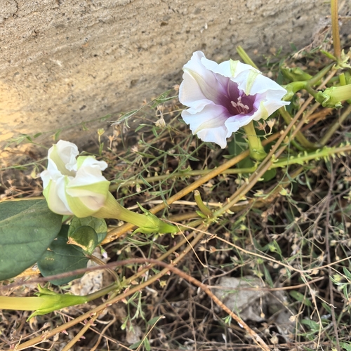 Ipomoea muricata (Ipomoea muricata)