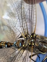 Aeshnidae