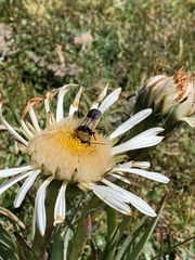 Chauliognathus inunctus