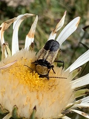 Chauliognathus inunctus