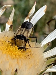 Chauliognathus inunctus