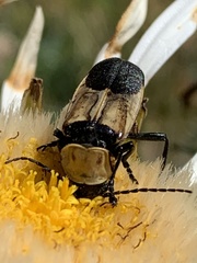 Chauliognathus inunctus