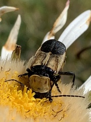 Chauliognathus inunctus