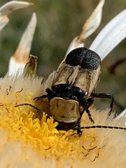 Chauliognathus inunctus